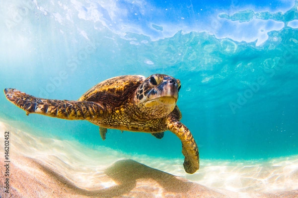 Fototapeta Endangered Hawaiian Green Sea Turtle cruising in the warm waters of the Pacific Ocean in Hawaii
