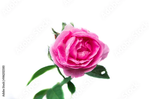 Obraz rose isolated