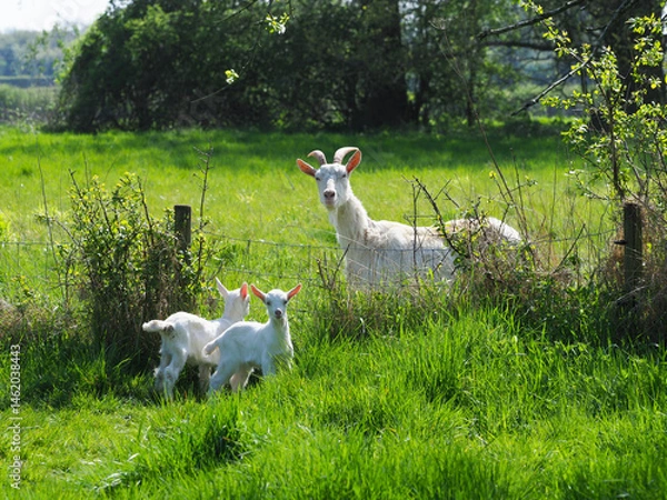 Obraz Goat with Two Kids