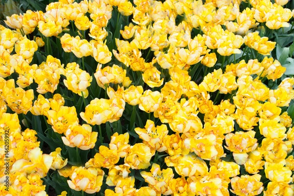 Obraz Tulip Aquila. A sort of tulip.