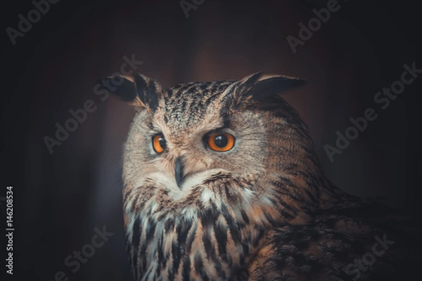 Obraz eagle owl