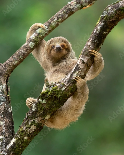 Fototapeta The brown-throated sloth (Bradypus variegatus) is a species of three-toed sloth found in the Neotropical realm of Central and South America.