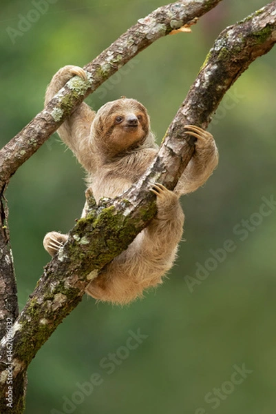 Fototapeta The brown-throated sloth (Bradypus variegatus) is a species of three-toed sloth found in the Neotropical realm of Central and South America.
