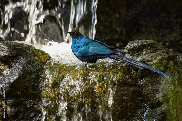 Fototapeta View on a long-tailed glossy starling
