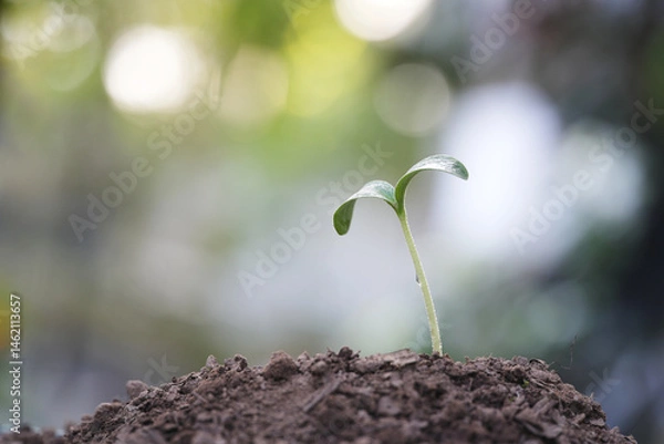 Obraz Pumpkin sprout growing macro closeup