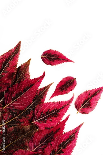 Fototapeta Coleus or Painted Nettles leaves in studio. Isolated on white background.