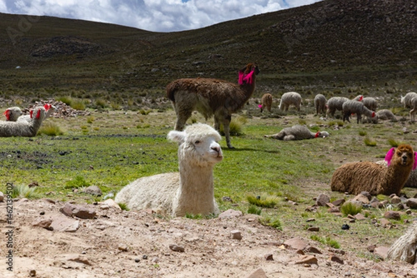 Obraz A herd of llamas resting in the pastures on the Altiplano, Peru