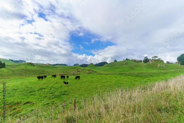 Fototapeta Scenery of countryside in North island of New Zealand