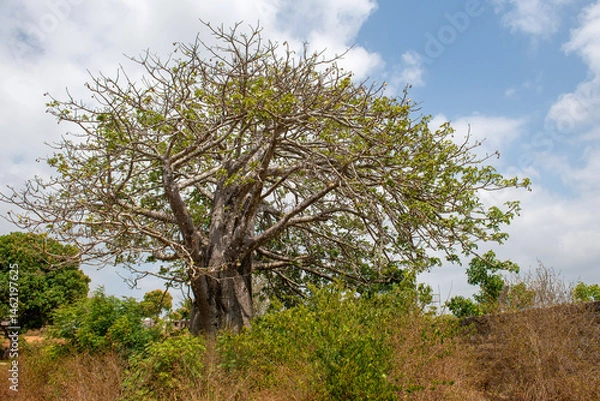 Obraz baobab rosnący pośród niskich krzewów
