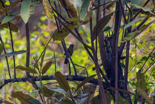 Obraz Bugun liocichla (Liocichla bugunorum) at Eaglenest WLS, Arunachal Pradesh, India.