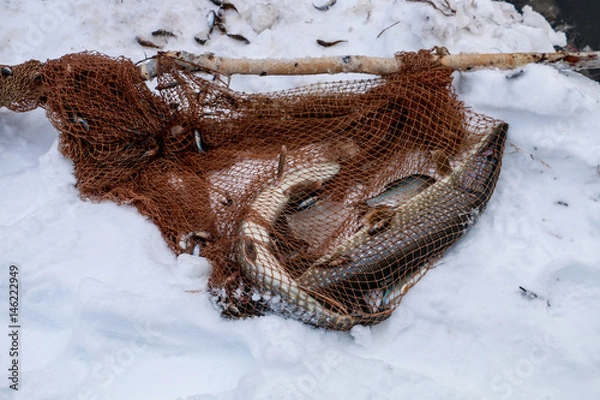 Fototapeta Fish pike in the net or snow