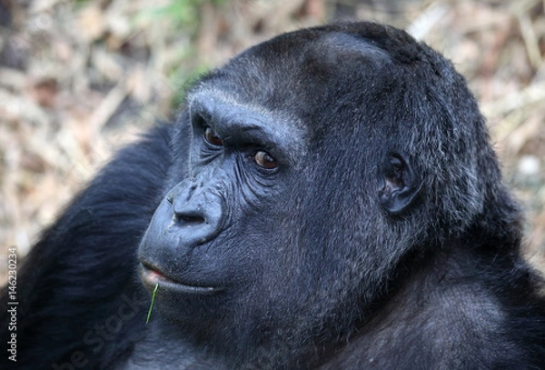 Obraz Portrait eines Gorilas