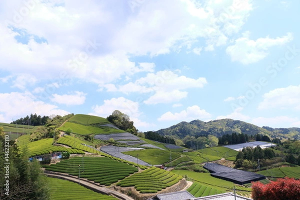 Obraz Tea Plantation of Kyoto Japan
