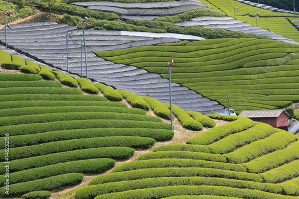 Obraz Tea Plantation of Kyoto Japan