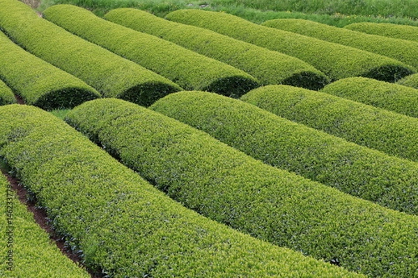 Obraz Tea Plantation of Kyoto Japan