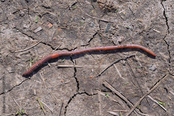 Fototapeta Common or earthworm against the background of soil