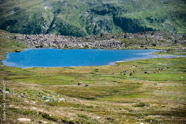 Fototapeta Scenic lake view with rolling hills and grazing cows
