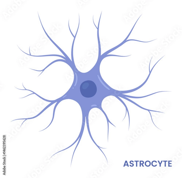 Fototapeta Vector illustration of an astrocyte, a type of glial cell in the brain. Neuroglia	
