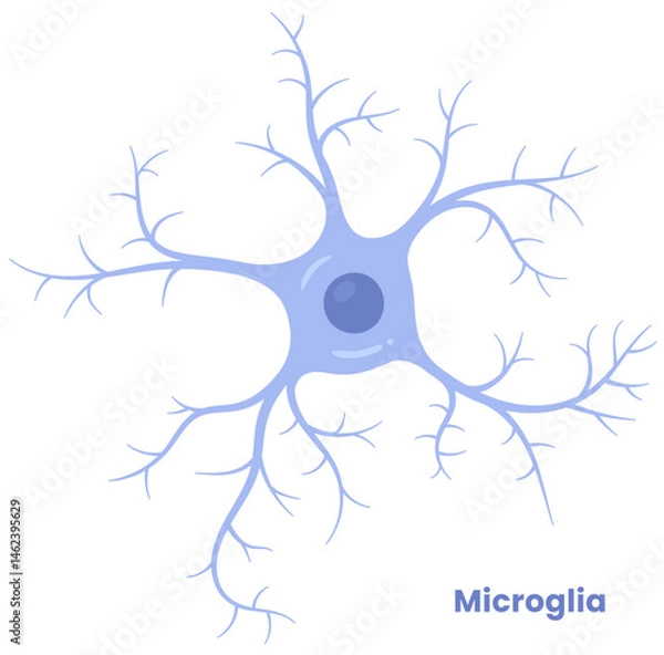 Fototapeta Vector illustration of microglia cells in the brain, showcasing their role in neuron support. Neuroglia	
