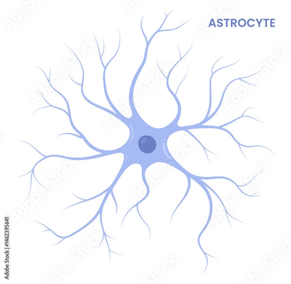 Fototapeta Vector illustration of an astrocyte, a type of glial cell in the brain. Neuroglia	
