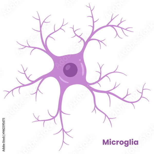 Fototapeta Vector illustration of microglia , showcasing their role in neuron support. Neuroglia cell