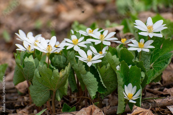 Obraz Bloodroot plants