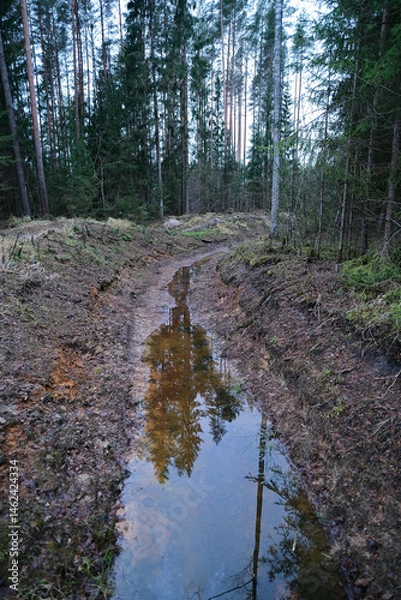 Fototapeta Fire ditch in the forest glade spring time