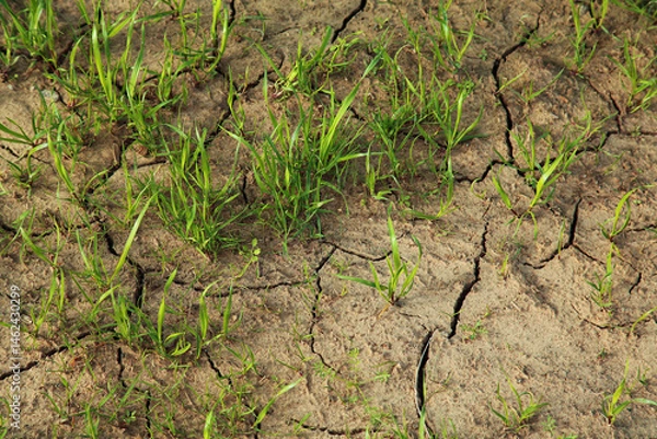 Fototapeta dry soil in the ground. green shoots on the cracked ground. Ecological stop, background natural view from above. copy space