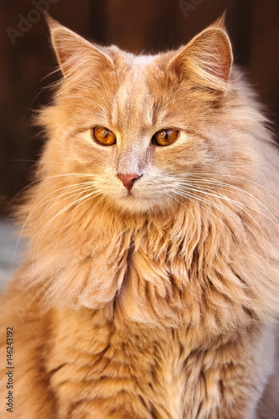 Obraz Katze Langhaar