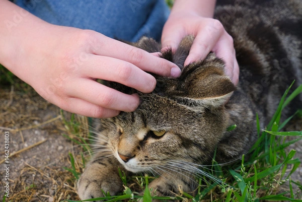 Obraz A people is looking for fleas on a cat's fur.