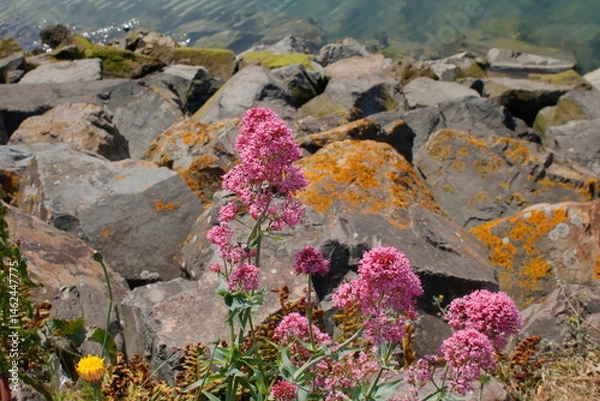 Obraz rochers fleuris
