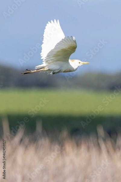 Fototapeta Close-up vertical shot of a Cattle Egret (Bubulcus ibis) flying with a blurred background of blue sky, green fields, and dry grass. Arrocampo, Extremadura, Spain