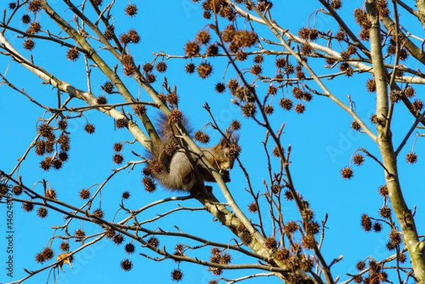 Obraz Squirrel perched on branch of Liquidambar styraciflua, commonly called American sweetgum (Amber tree),  surrounded by dried seed pods, against a clear blue sky.