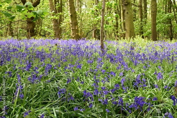 Obraz Bluebells