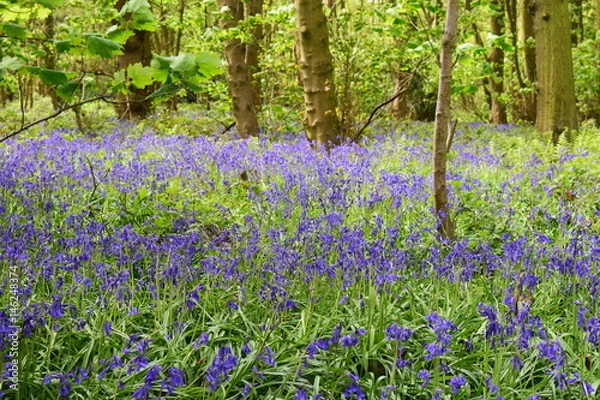Obraz Bluebells