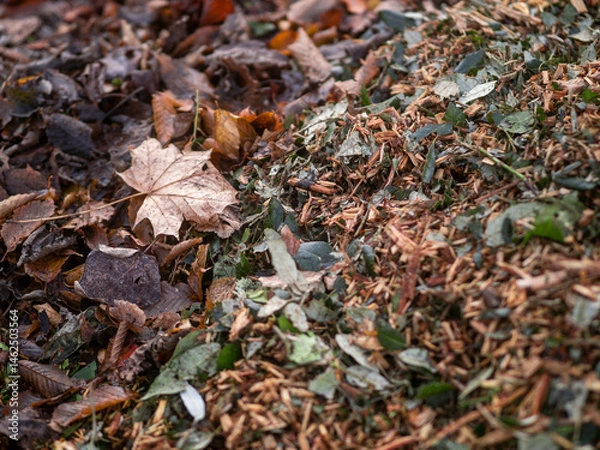 Fototapeta A pile of wood chips is on the ground. The pile is brown and has a lot of wood chips. Selective focus. Waste ground with dirty tree mulch.