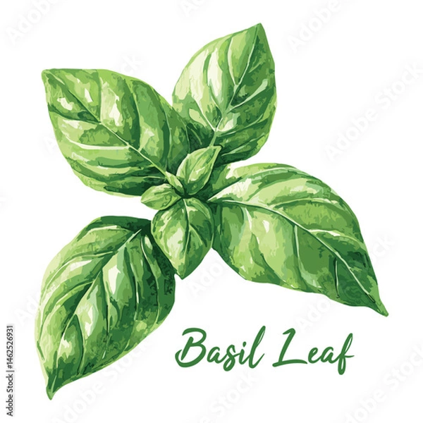 Obraz basil leaf in watercolor illustration style, isolated vector on white background