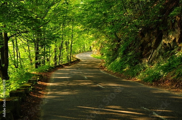 Fototapeta Serpent road covered by trees with light spots on the ground in the morning