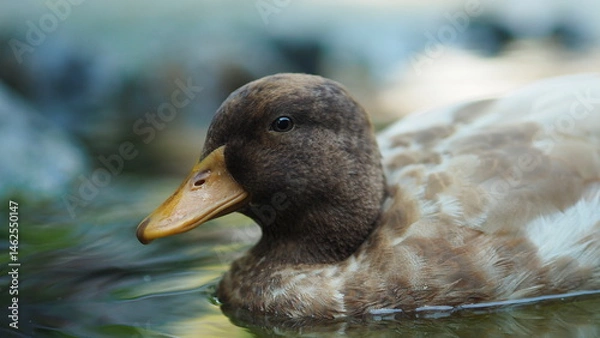 Fototapeta Brown Duck Floating with Focus on Eyes