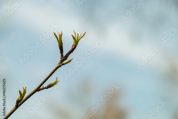 Fototapeta Buds on branches in spring