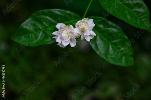 Fototapeta shows two delicate Jasmine flowers (likely Jasminum sambac, also known as Arabian jasmine) blooming on a green leafy stem