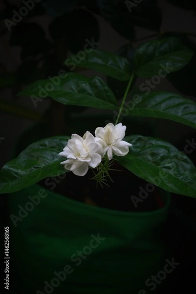 Fototapeta shows two delicate Jasmine flowers (likely Jasminum sambac, also known as Arabian jasmine) blooming on a green leafy stem