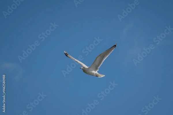 Fototapeta seagull bird in flight in the blue sky above Dunoon, Scotland, UK. These gulls can be a pest and bother people by stealing their food from them.