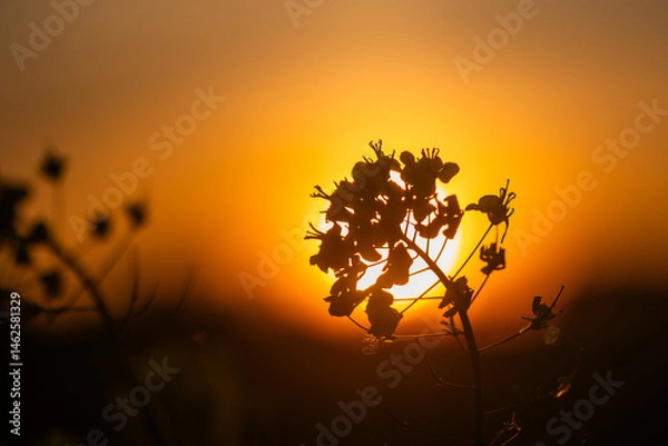 Fototapeta Rapeseed Brassica napus, known as rape field mustard and oilseed  bright-yellow flower with sun setting behind