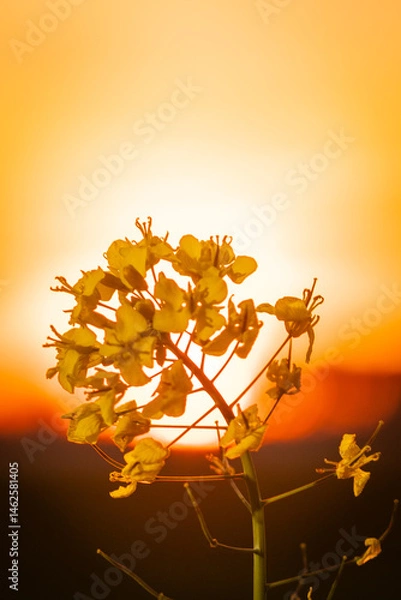 Fototapeta Rapeseed Brassica napus, known as rape field mustard and oilseed  bright-yellow flower with sun setting behind