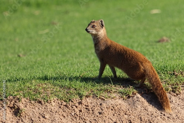 Fototapeta Yellow mongoose on golf course