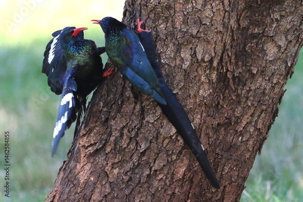 Fototapeta Green Wood Hoopoe