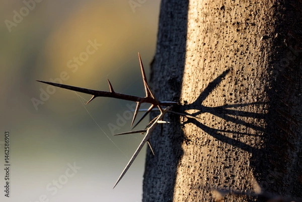 Fototapeta A thorny issue