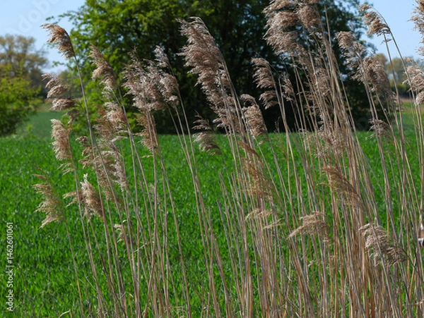 Fototapeta Ordinary reed, dry, in the middle of greenery, in the background trees and blue sky