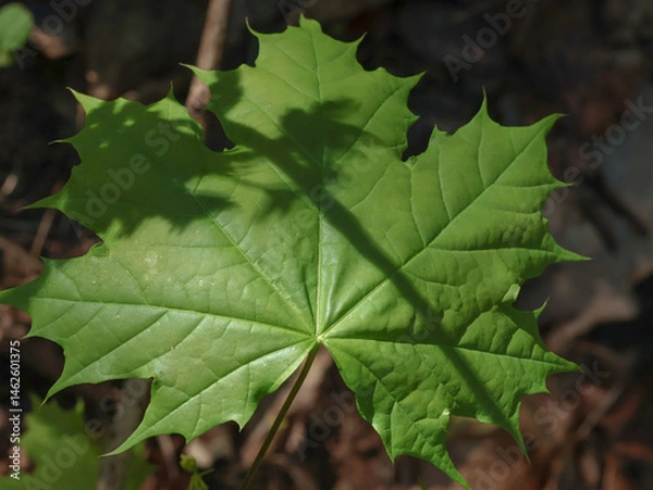 Fototapeta A large green maple leaf, in a quiet corner of the forest